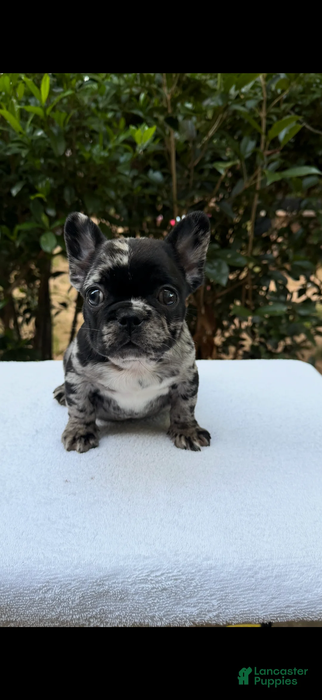 French Bulldog dogs for sale: French Bulldog 1 - Ad 1