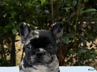 French Bulldog dogs French Bulldog 1 - Ad 17