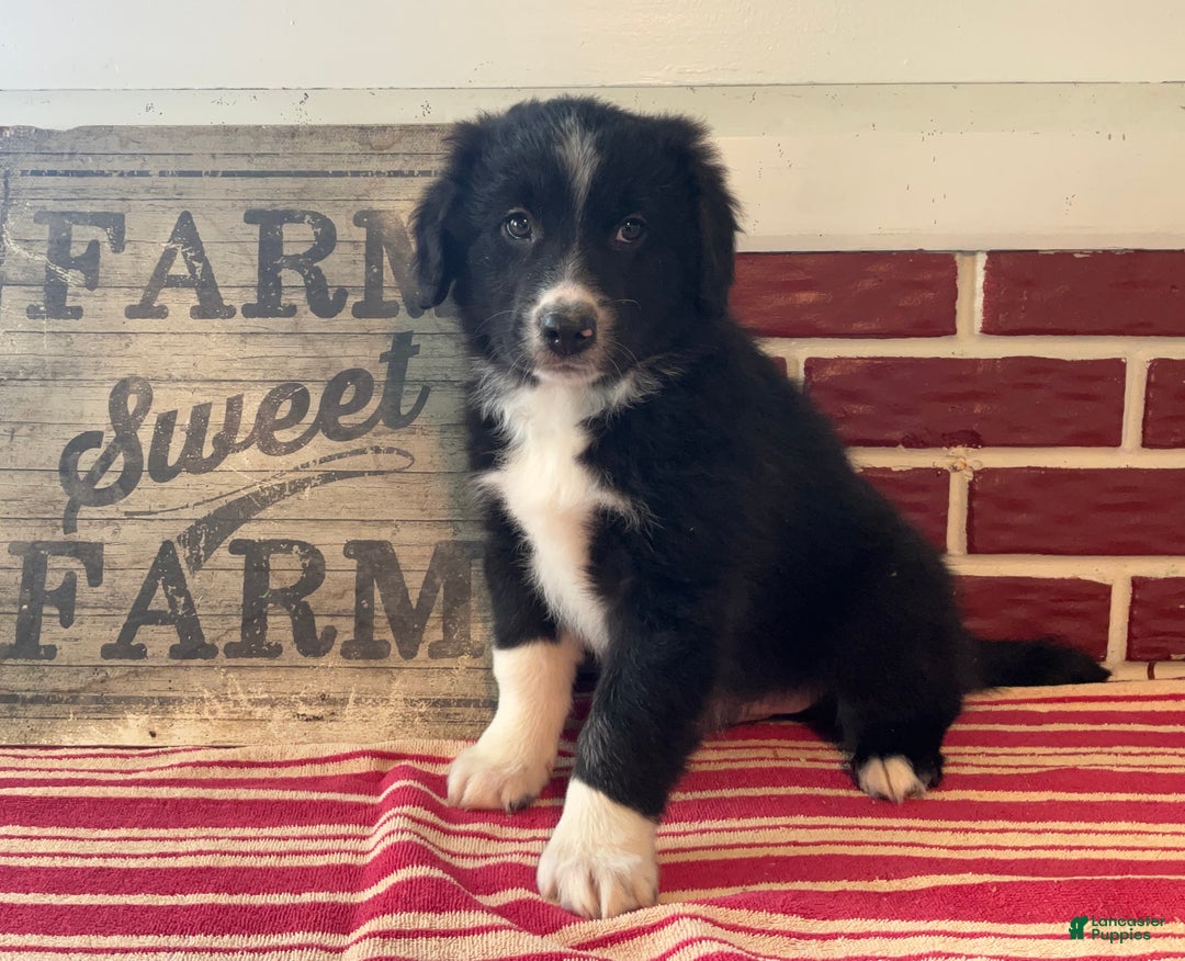 Mixed Breed dogs for sale: Festa - Ad 1