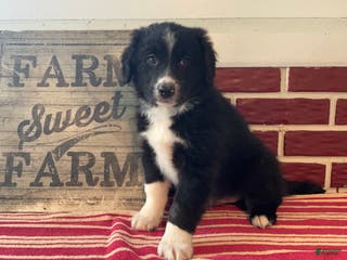 Mixed Breed dogs Festa - Ad 42