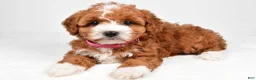 Maltipoo dogs for sale: Clover - Ad 1