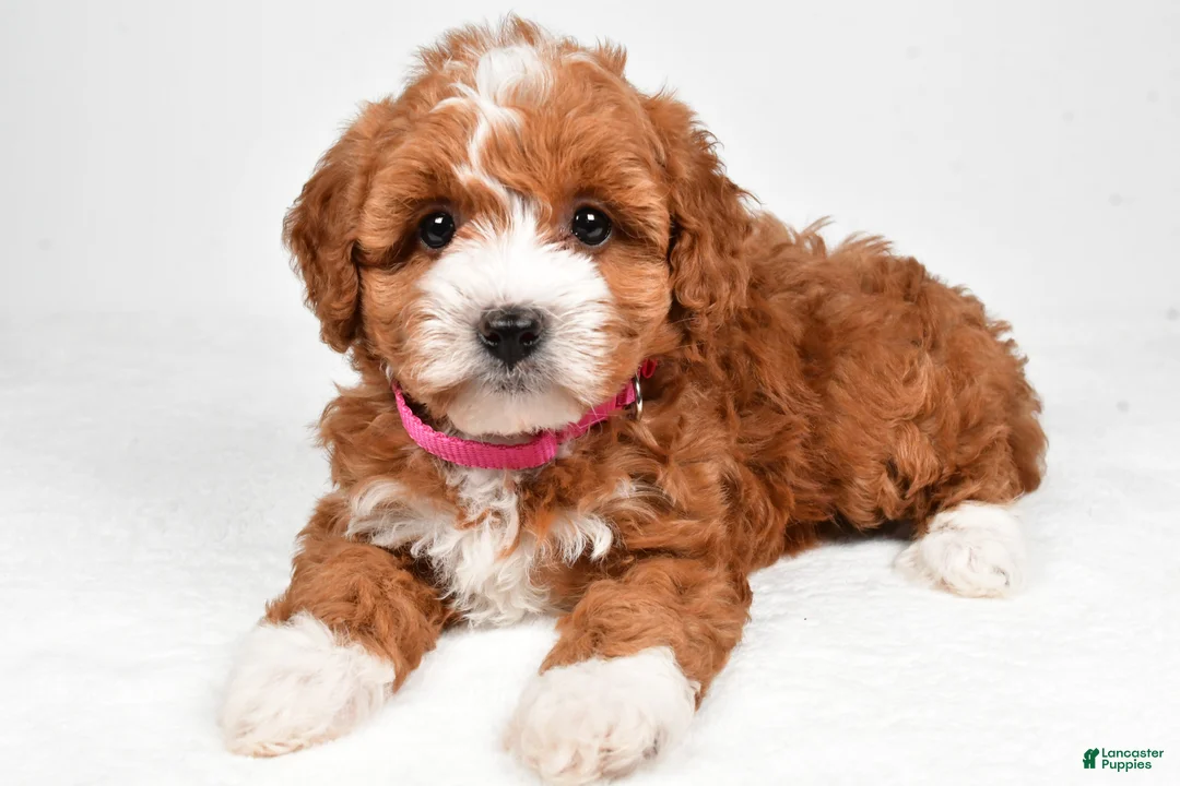 Maltipoo dogs for sale: Clover - Ad 1