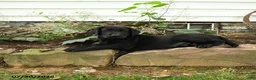 Labrador Retriever dogs for sale: Ranger - Ad 3