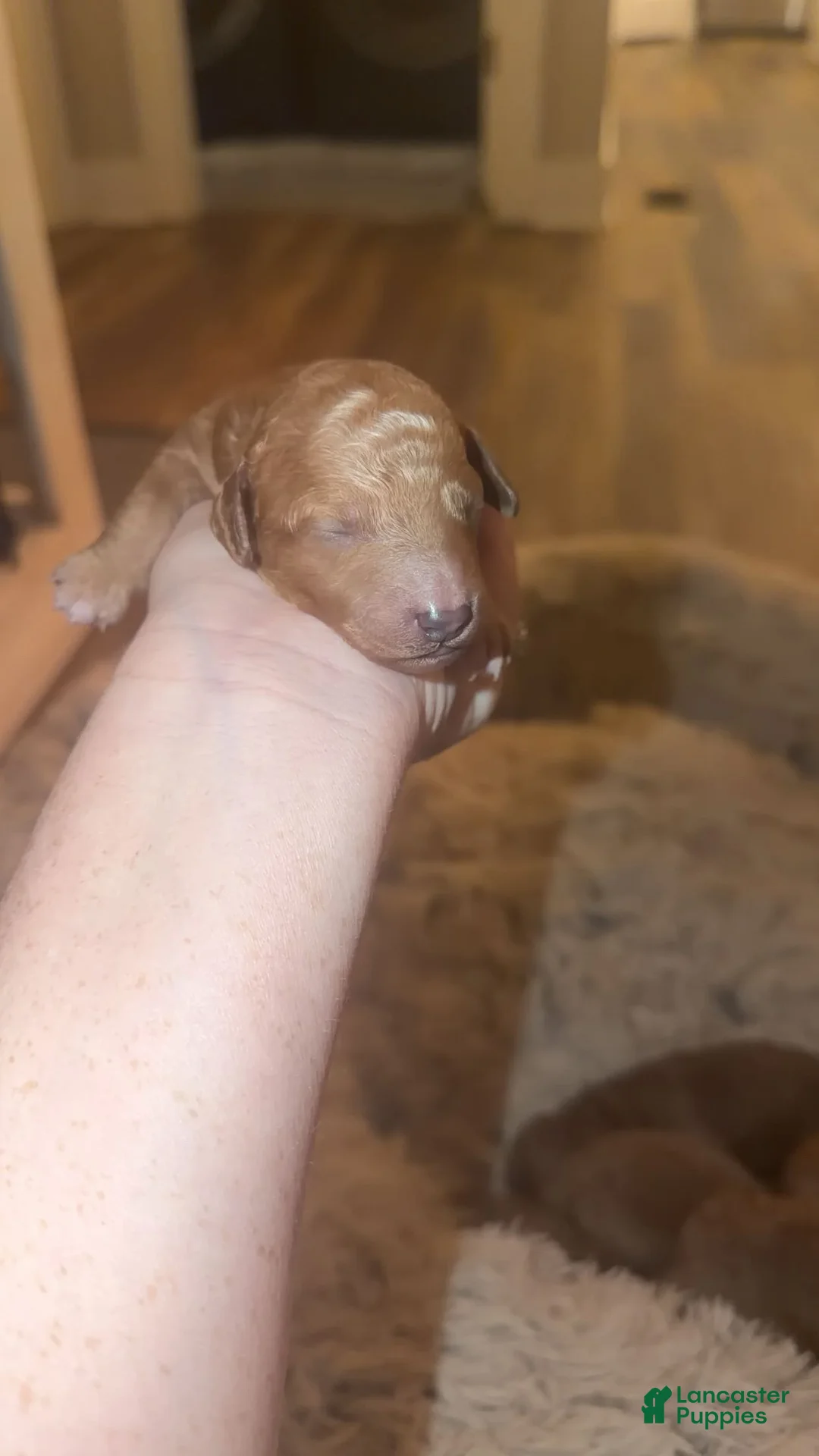 Mini Goldendoodle dogs for sale: Mini Goldendoodle Puppy 7 - Ad 1