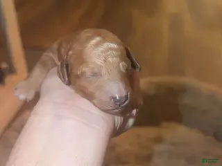 Mini Goldendoodle dogs Mini Goldendoodle Puppy 7 - Ad 8