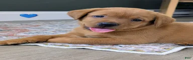 Tucker