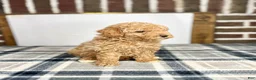 Toy Poodle dogs for sale: Biscuit - Ad 2