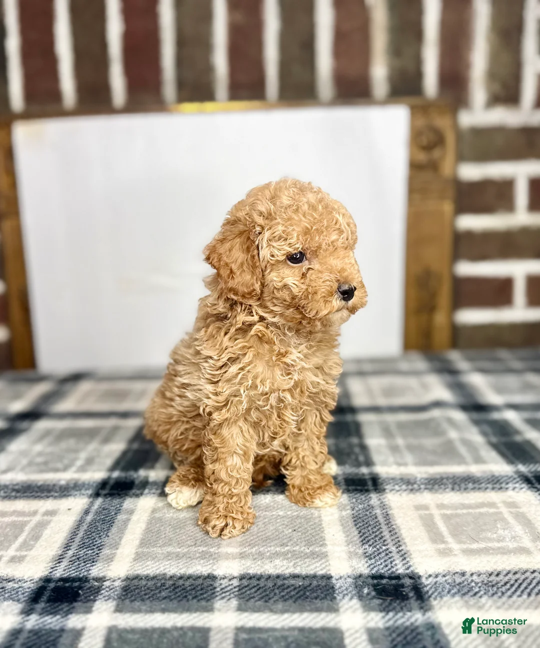 Toy Poodle dogs for sale: Biscuit - Ad 2