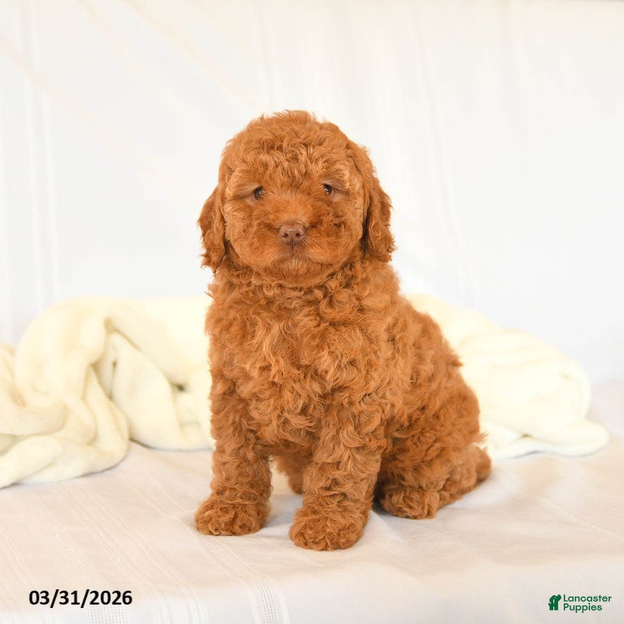 Miniature Poodle dogs Faith - Ad 1