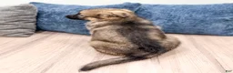 German Shepherd dogs for sale: Kory - Ad 5