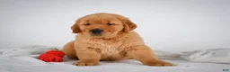 Golden Retriever dogs for sale: Romeo - Ad 7