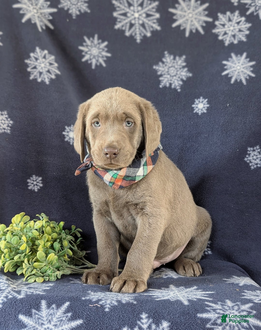 Labrador Retriever dogs for sale: Connor AKC Silver Lab - Ad 4