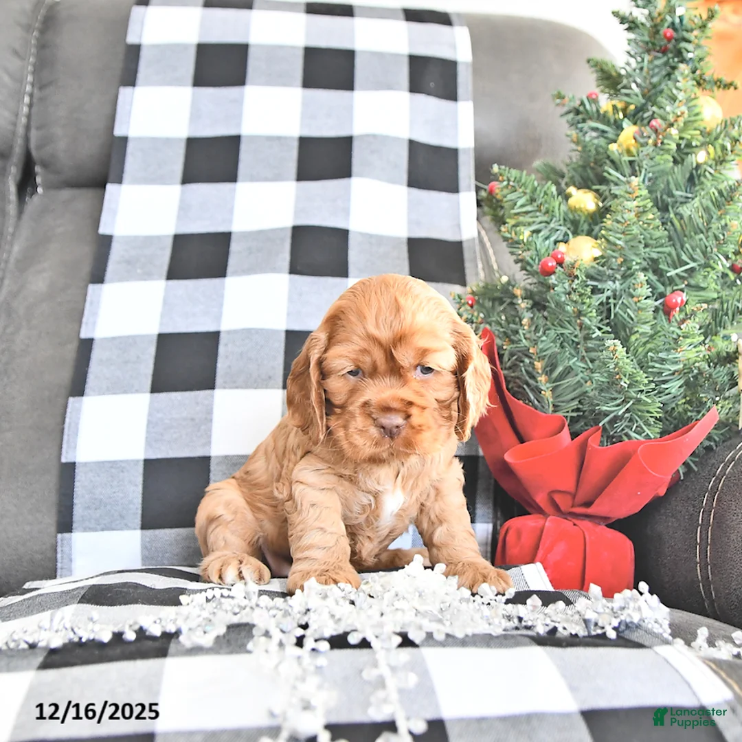 Cocker Spaniel dogs for sale: Aspen - Ad 2