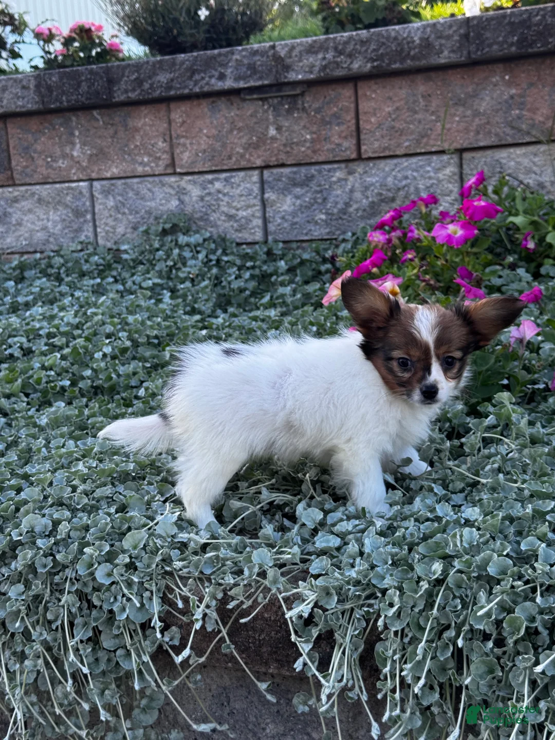 Papillon dogs for sale: Ruby  - Ad 2
