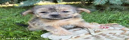 Shorkie dogs for sale: Asher - Ad 3