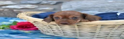 Miniature Dachshund dogs for sale: Stella - Ad 3
