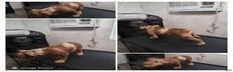 American Bully dogs for sale: Rocko - Ad 1