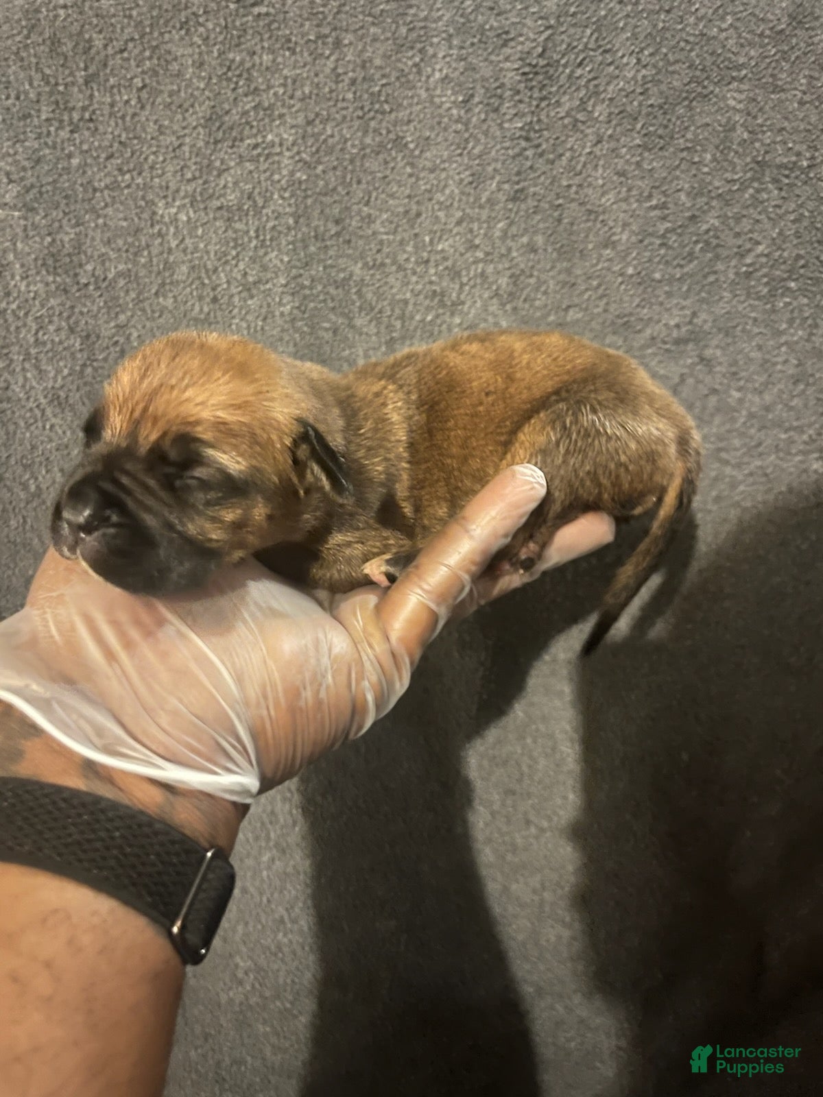 South African Boerboels dogs Bossy  - Ad 2