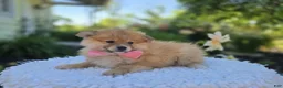 Pomeranian dogs for sale: Sonny - Ad 5