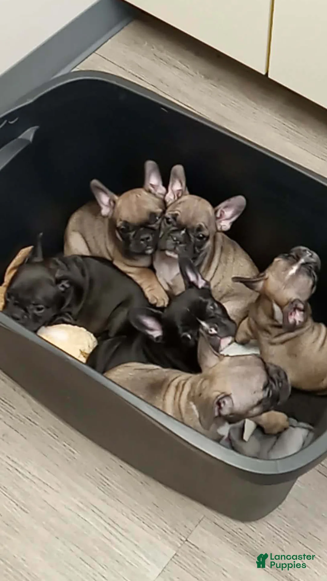 French Bulldog dogs for sale: Spud - Ad 2