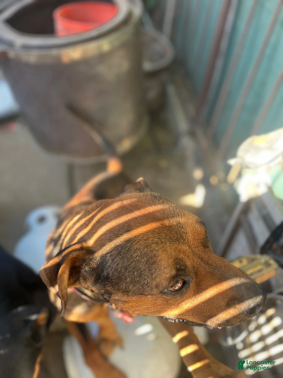 Mixed Breed dogs for sale: Mixed Breed 2 - Ad 2