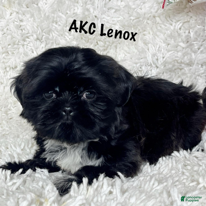 Shih Tzu dogs Lennox - Ad 6