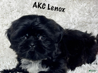 Shih Tzu dogs Lennox - Ad 6
