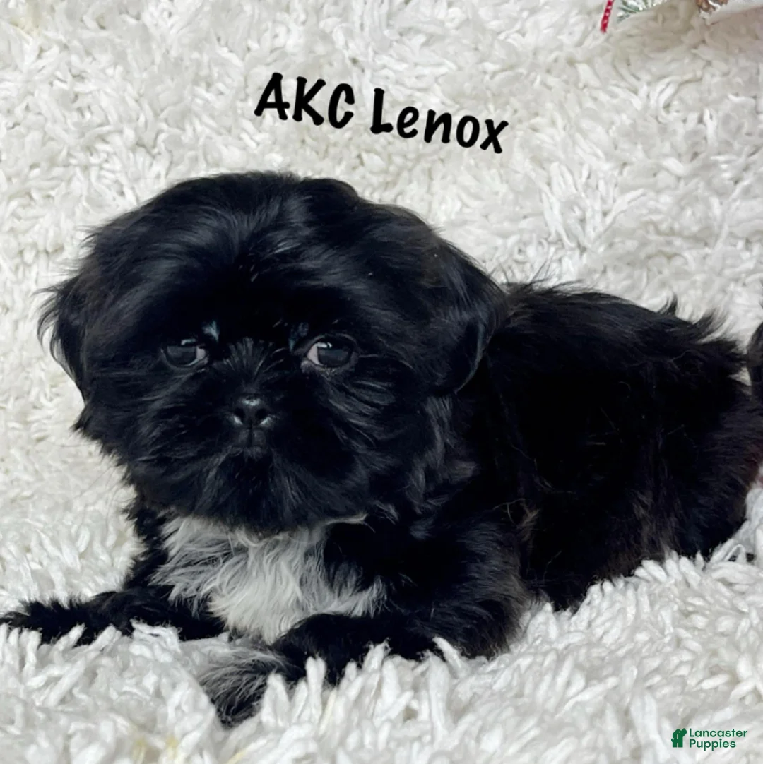 Shih Tzu dogs for sale: Lennox - Ad 1