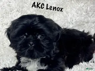 Shih Tzu dogs Lennox - Ad 1