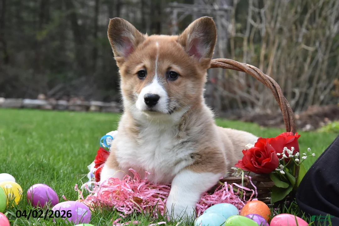 Welsh Corgi Pembroke dogs for sale: Buster - Ad 1