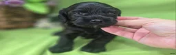 Cockapoo dogs for sale: Tinkerbell - Ad 21