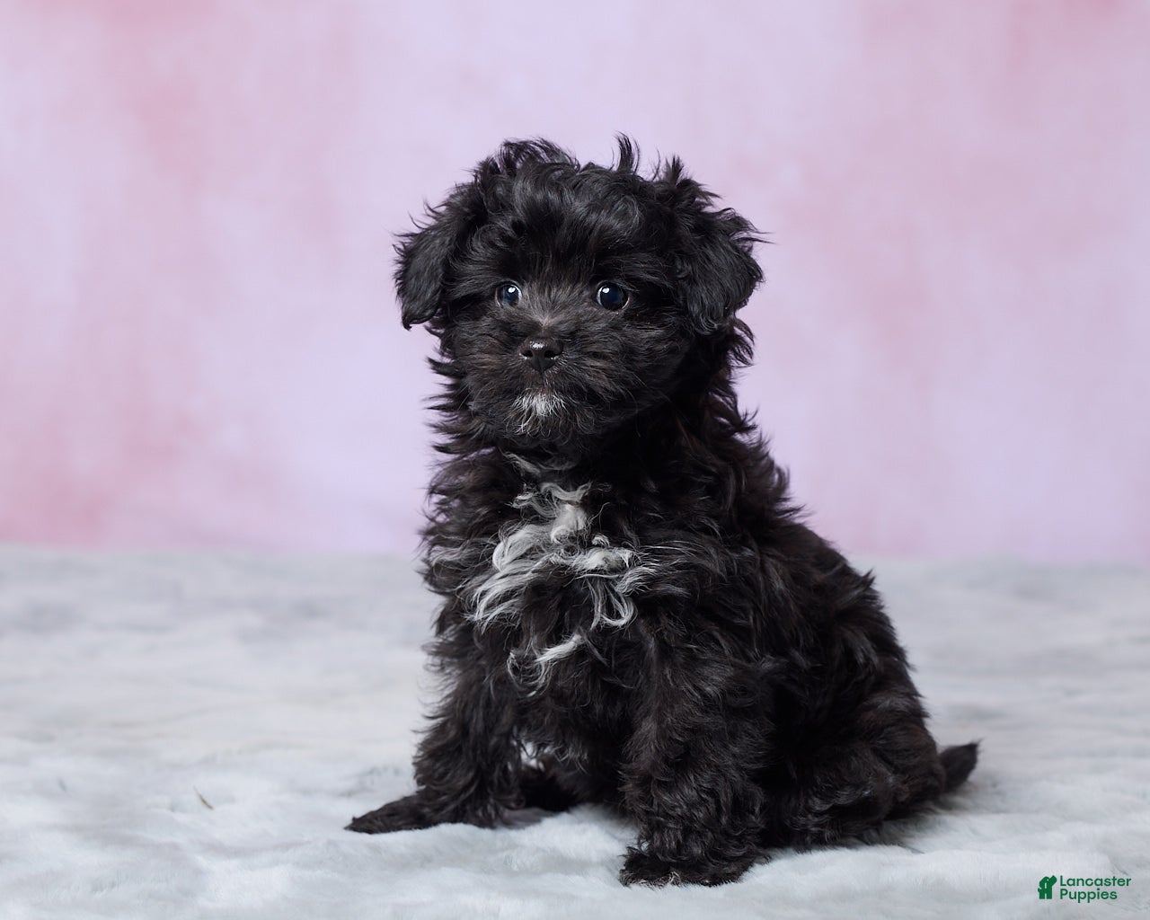 Aussiedoodle dogs Oreo - Ad 2