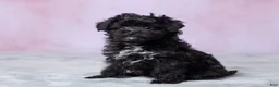 Aussiedoodle dogs for sale: Oreo - Ad 2