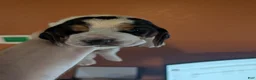 Basset Hound dogs for sale: Purple (Ellie May) - Ad 1