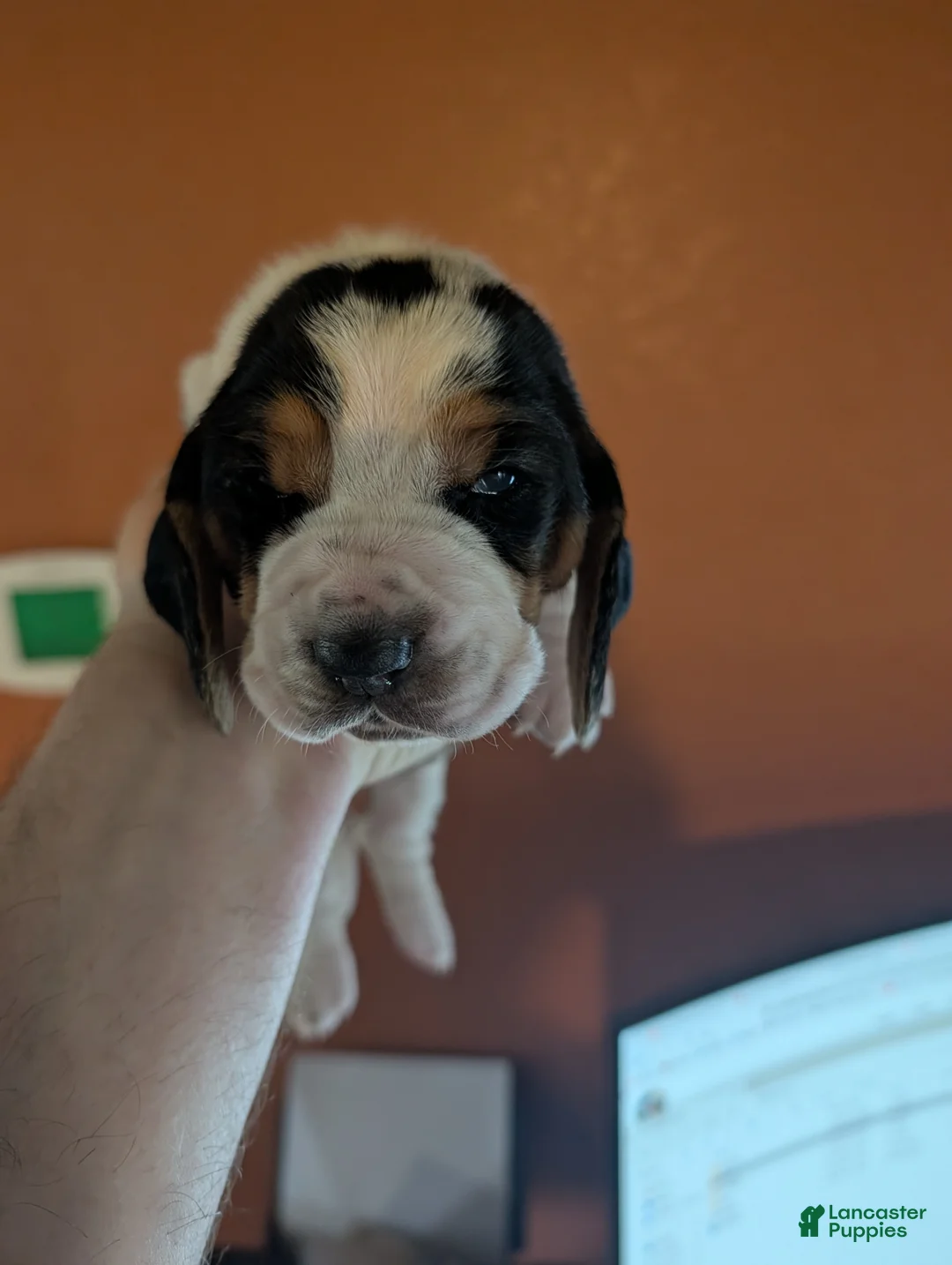 Basset Hound dogs for sale: Purple (Ellie May) - Ad 1