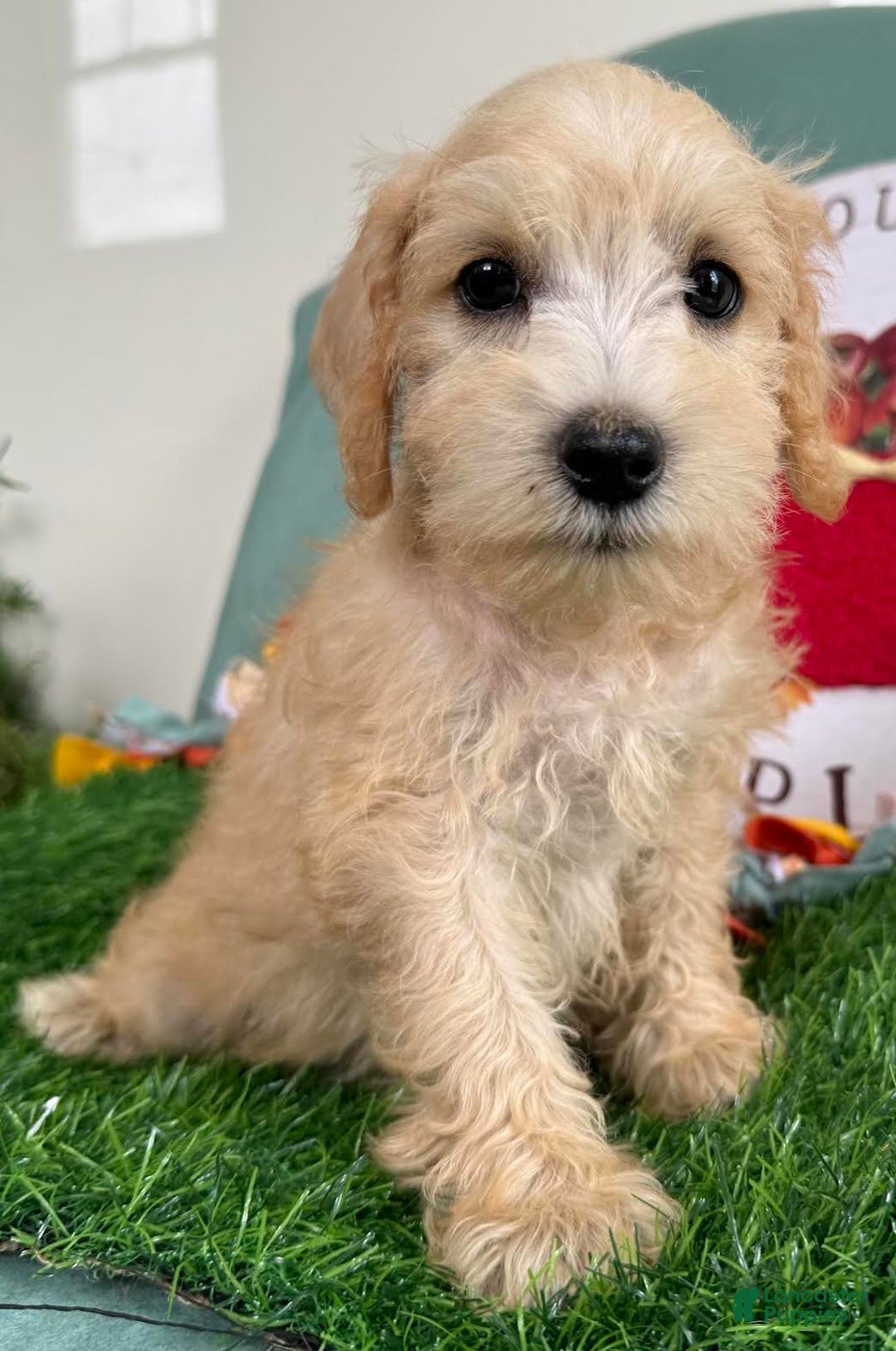 Schnoodle dogs for sale: Isaiah - Ad 20