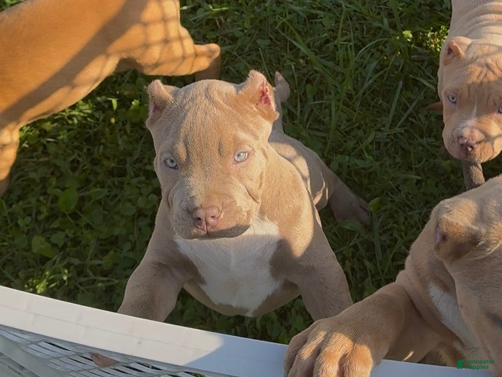 American Bully dogs Guess - Ad 1