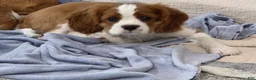 Cavalier King Charles Spaniel dogs for sale: Cavalier King Charles Spaniel 3 - Ad 6