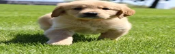 Golden Retriever dogs for sale: Cookie - Ad 2