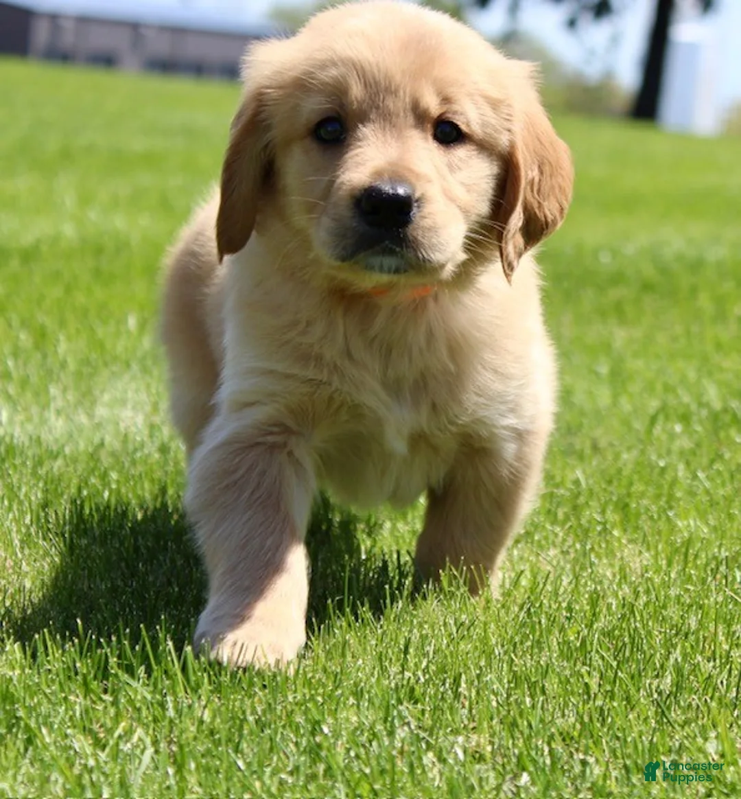 Golden Retriever dogs for sale: Cookie - Ad 2