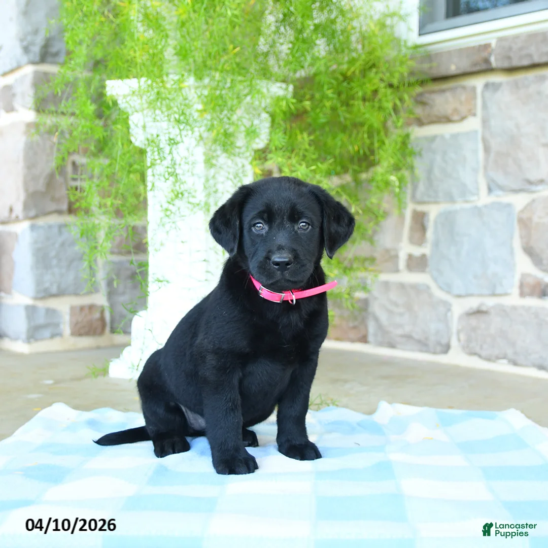 Labrador Retriever dogs for sale: Cherry - Ad 2