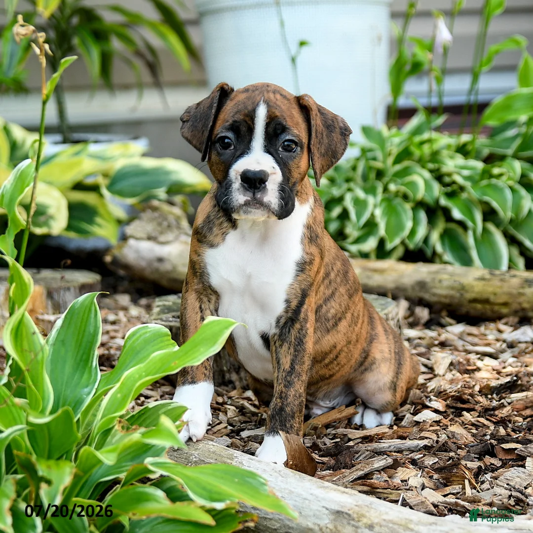 Boxer dogs for sale: Blake - Ad 3