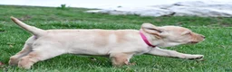 Labrador Retriever dogs for sale: Betty - Ad 6