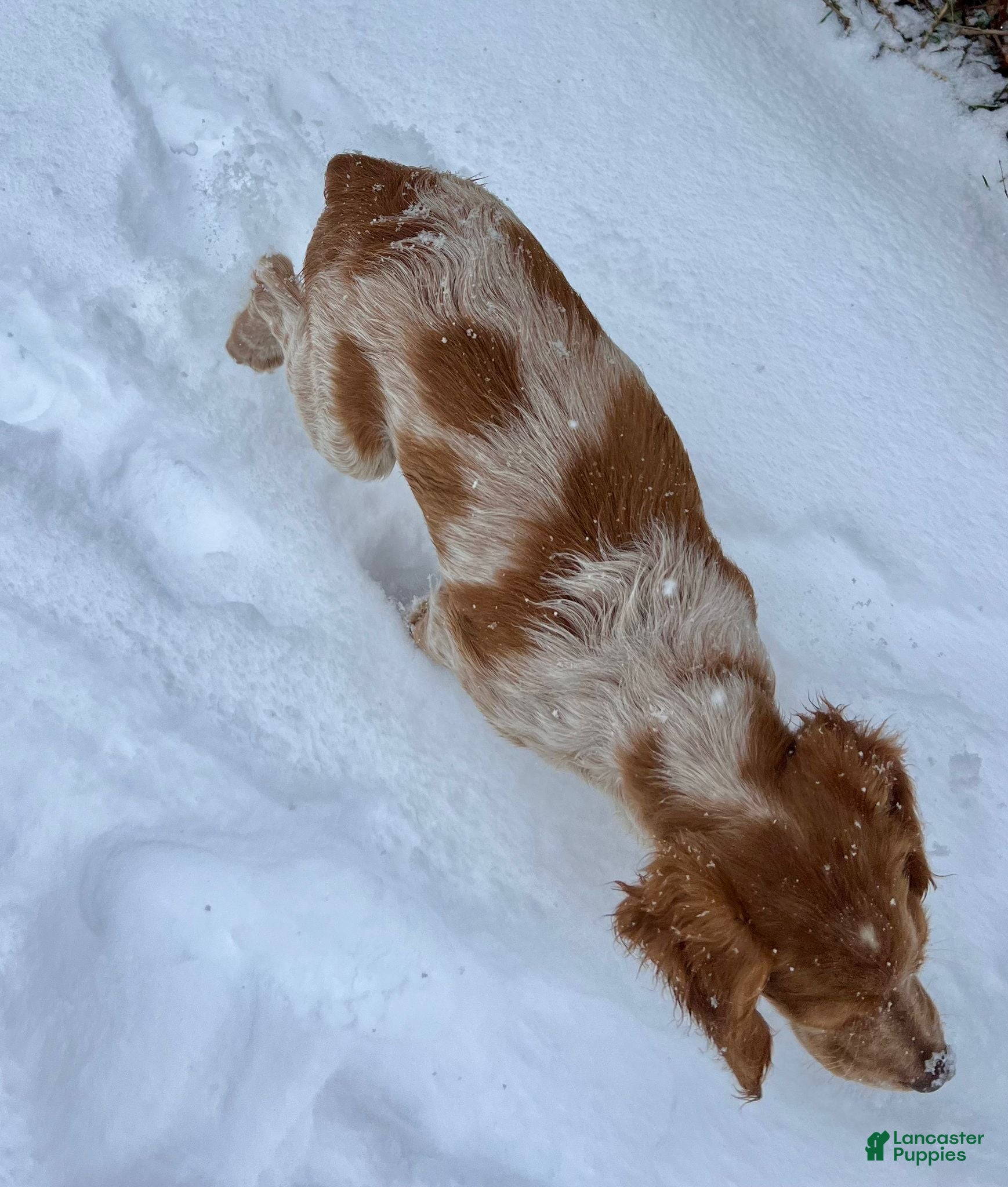 Brittany Spaniel dogs Dash - Ad 1