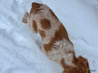 Brittany Spaniel dogs Dash - Ad 2