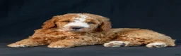 Mini Goldendoodle dogs for sale: Mabel - Ad 5