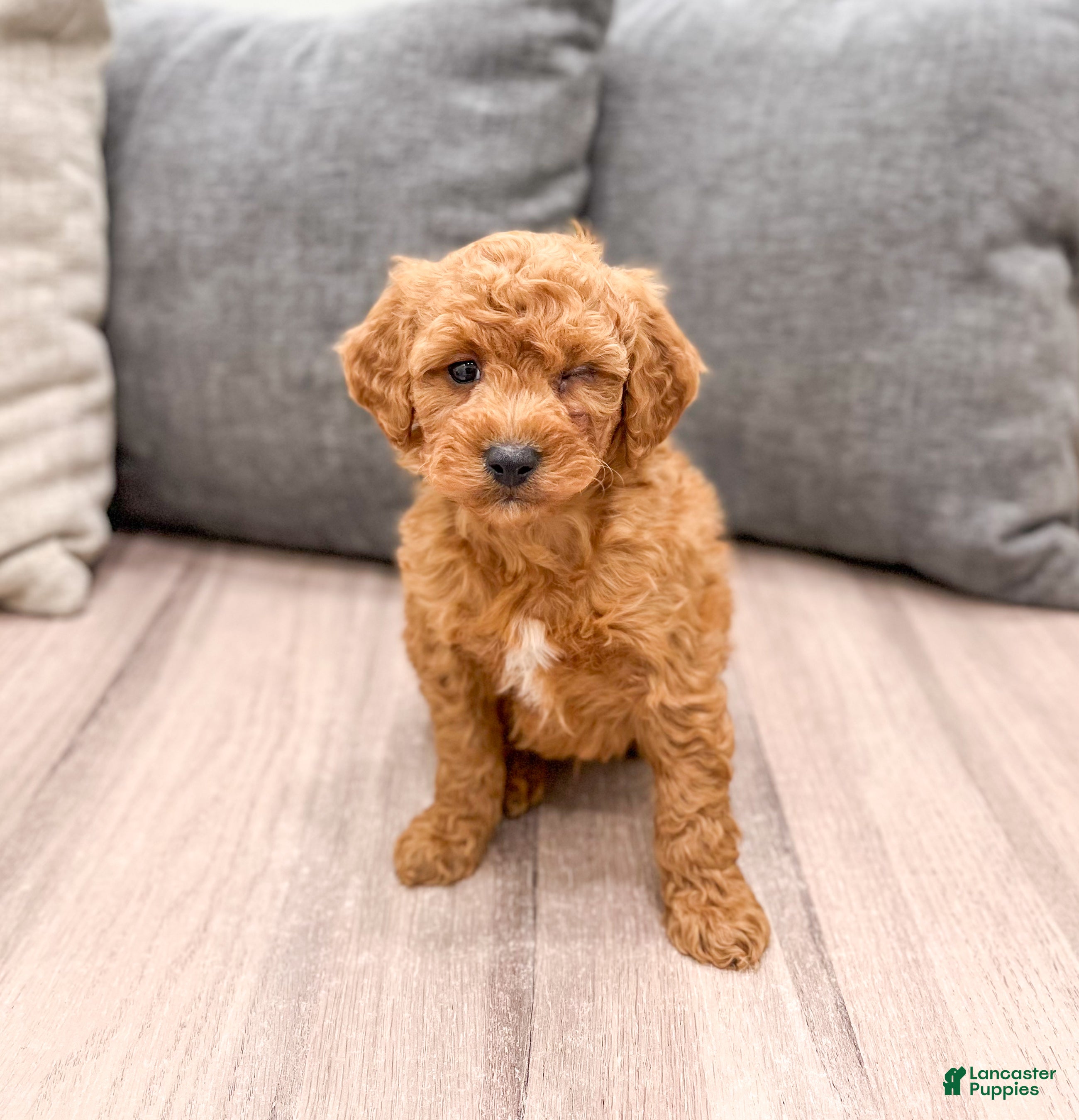 Labradoodle dogs Jester - Ad 2