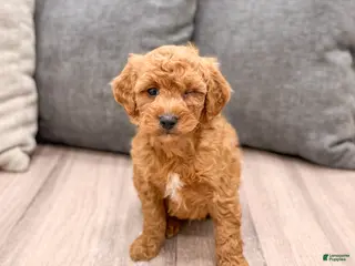 Labradoodle dogs Jester - Ad 2