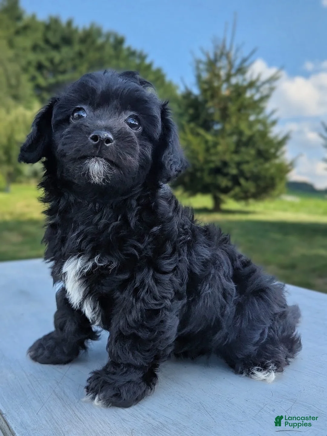 Chipoo dogs for sale: Ellie - Ad 2