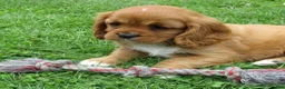 Cavalier King Charles Spaniel dogs for sale: Chloe - Ad 3